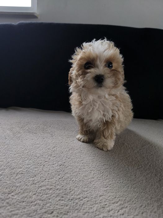 Maltipoo piesek szczeniak