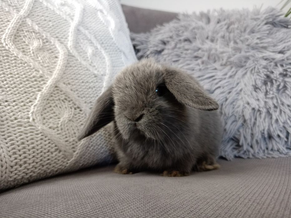 Królik miniaturka mini lop minilop