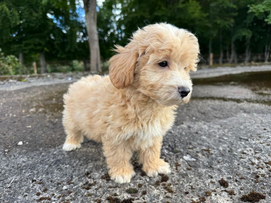 maltipoo gotowy do odbioru