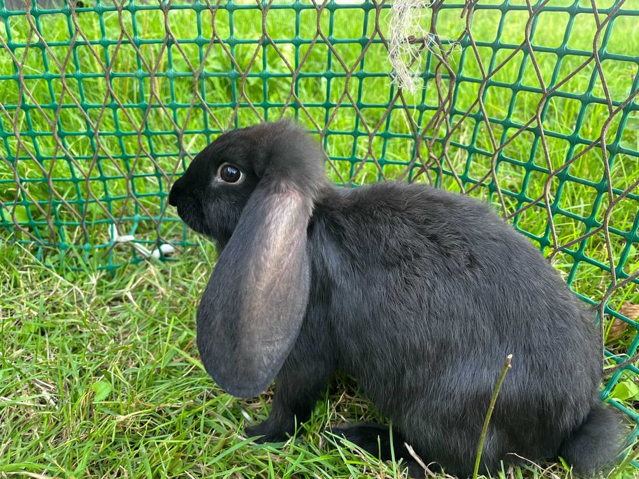 króliki barany francuskie 3 miesięczne samice i samce
