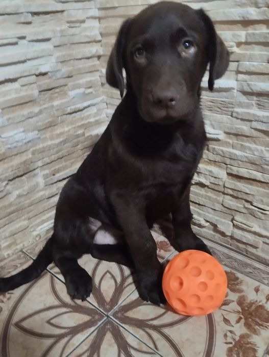 Лабрадори з документами розплідника є доставка до Німеччини