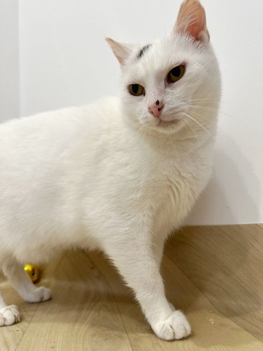 Biała Dama czyli Żabcia czeka na dom