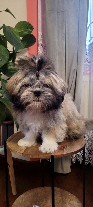 Shih - tzu suczka