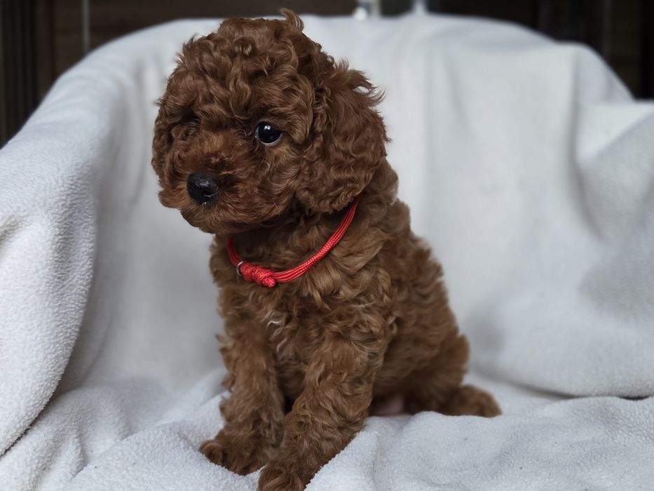 Той пудель супер дівчинка