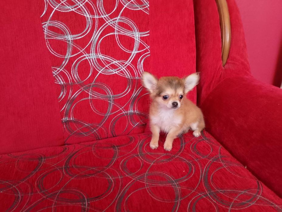 Chihuahua szczeniak suczka
