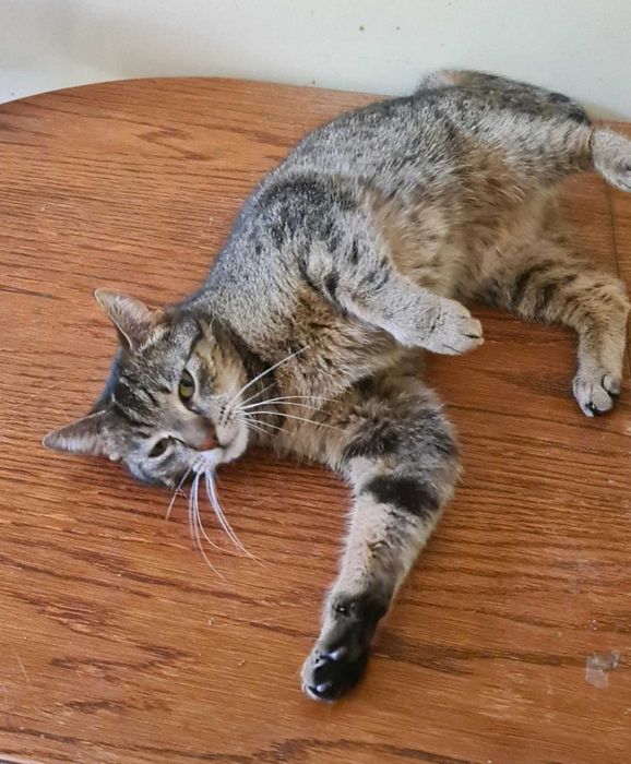 Leja koteczka do adopcji