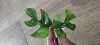 Monstera rhaphidora mint i monstera adansonii mint