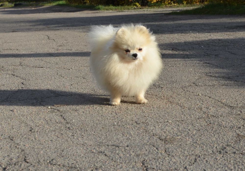 Взрослая крошка не для разведения.