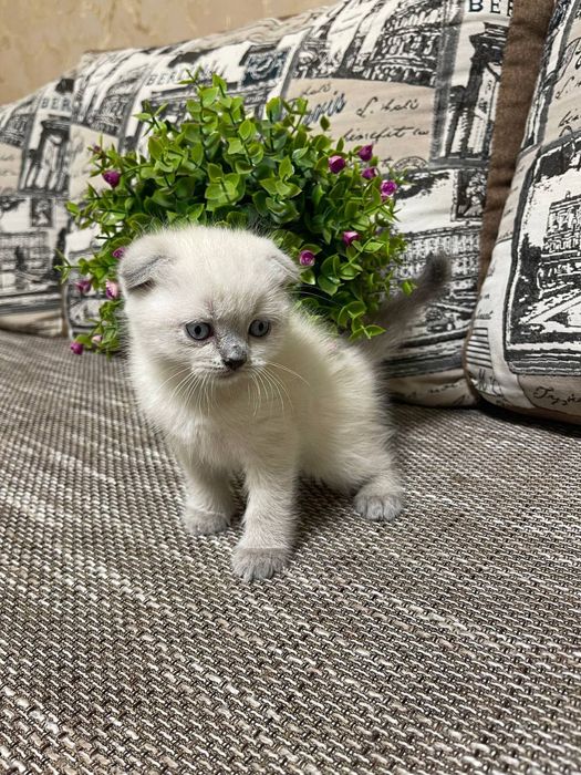 Продам пухнастих кошенят