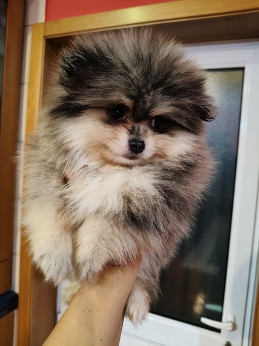 Spitz alemão macho Merle