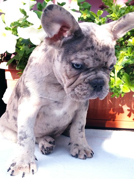 Французы мини и стандарт.