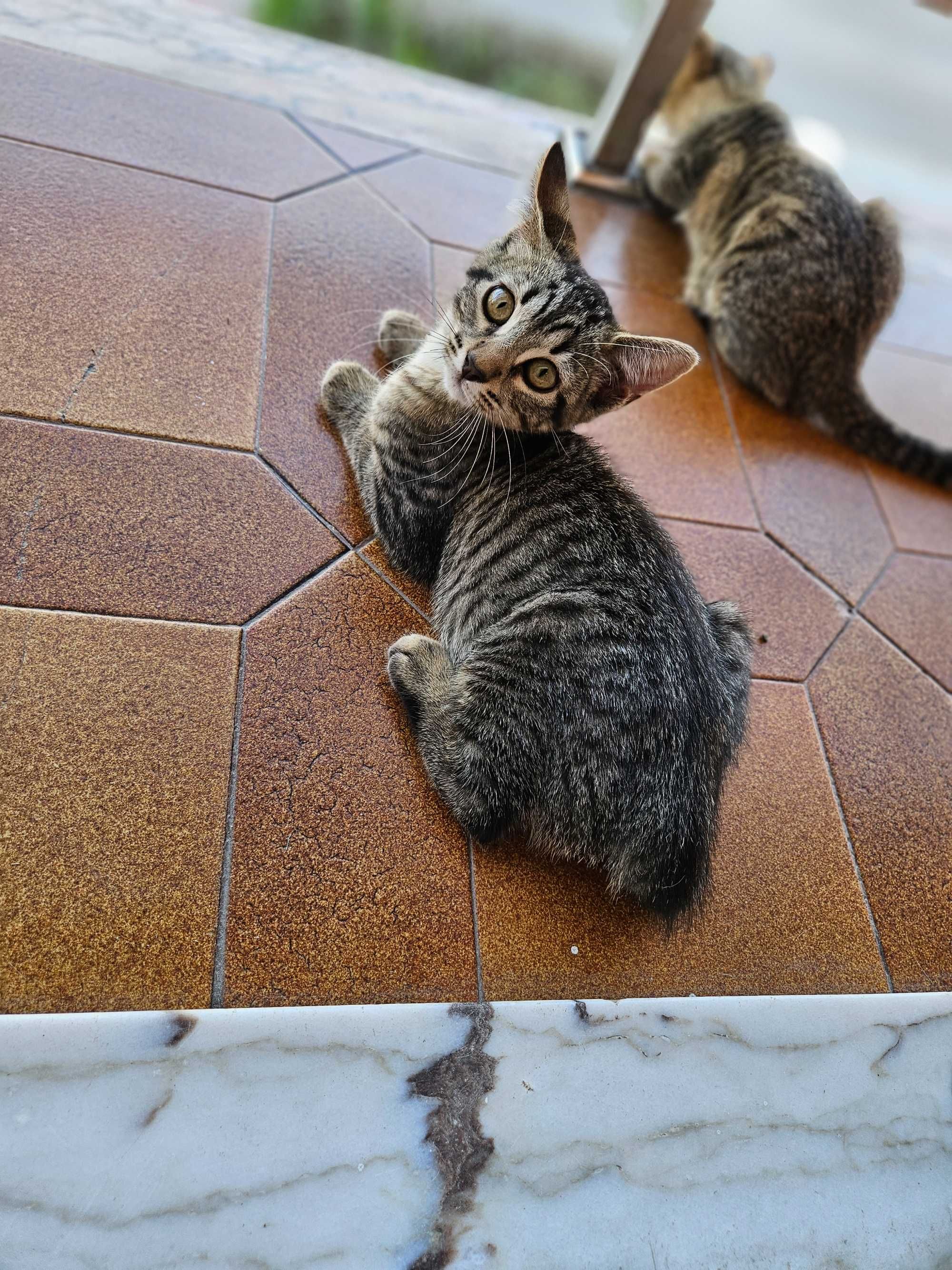 Gatinhos amorosos para adoção