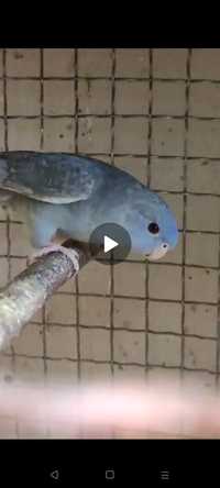 Likwidacja ptaki papugi egzotyka papuziki amadyny