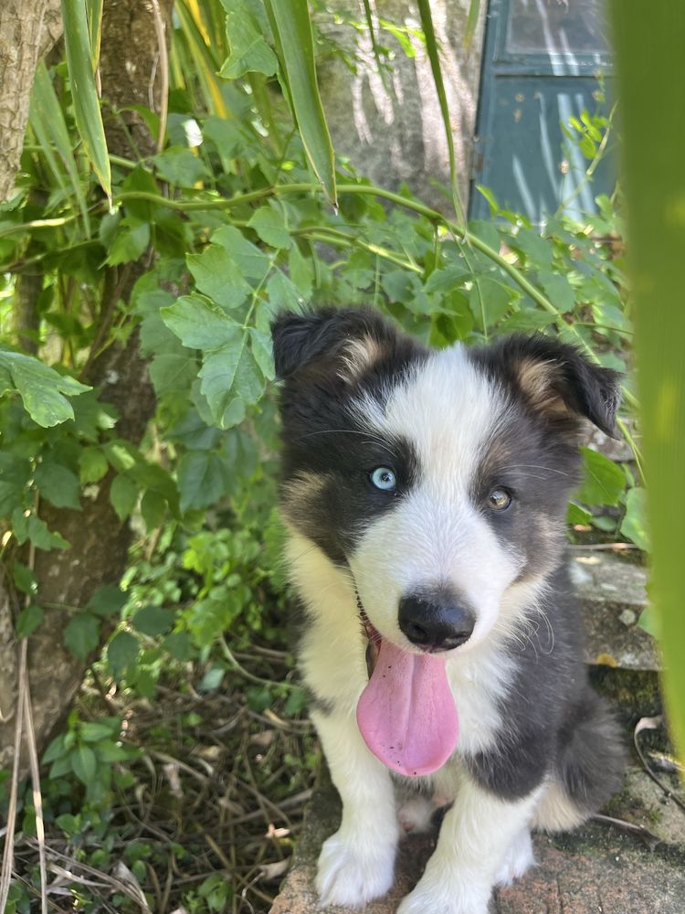 Border Collie disponivel