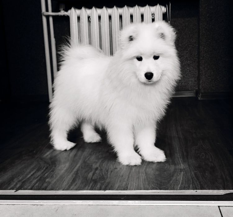 Samoyed wyjątkowy chlopiec