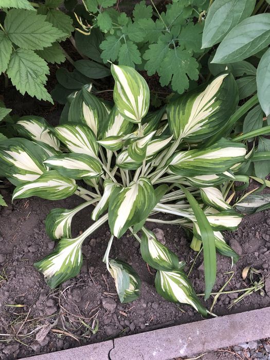 Пролам кущик хости та білі дзвіночки