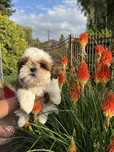 Sprzedam szczenię rasy Shih tzu