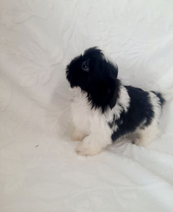 Shih tzu piesek czarno-biały