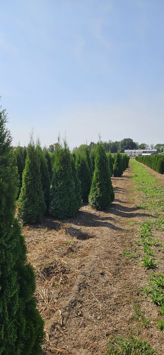 Tuja szmaragd likwidacja szkółki