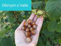 Sadzonki leszczyny, orzecha laskowego, Halle, Webba, Garibaldi