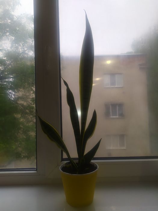 Квітка Сансевієрія