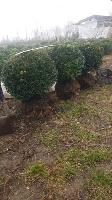 Самшит вічно зелений