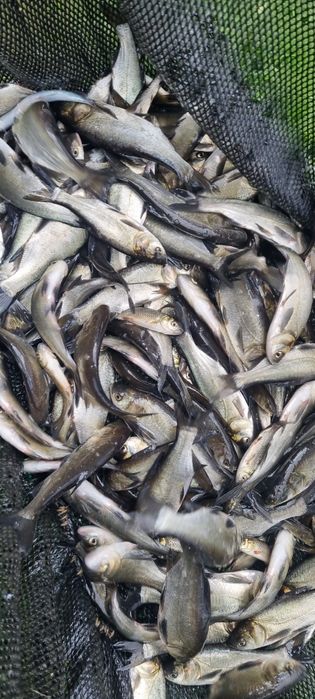 Tołpyga Narybek Tołpygi Kroczek