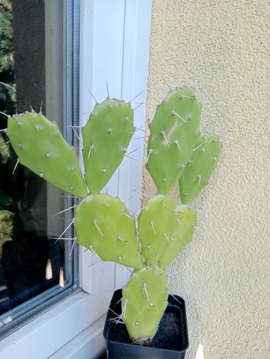 Duża Agawa opuncja bergenia rójniki rozchodnik zielistka