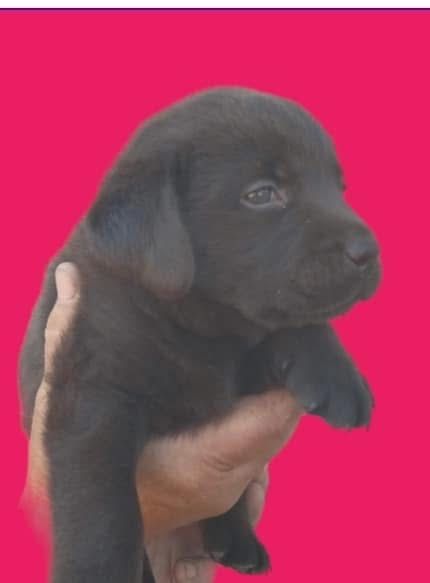 Чистокровні цуценята