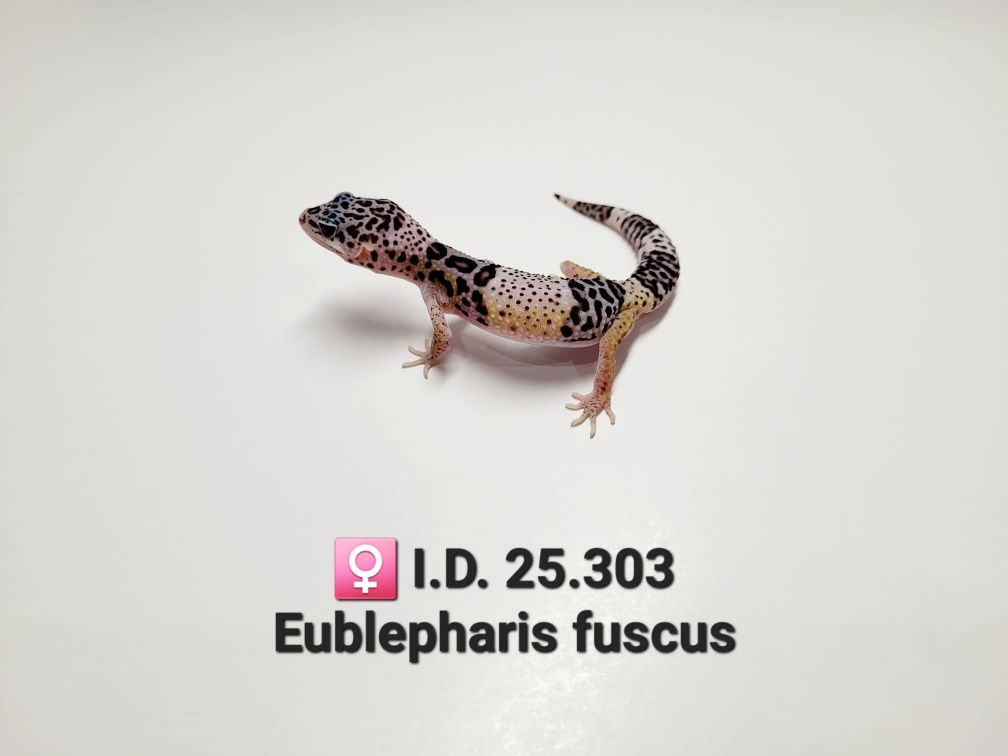 Gekony lamparcie (samce, samice ) hardwickii i fuscus