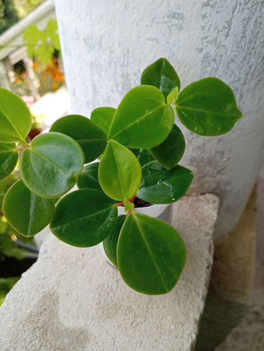 Пеперомія клузієлистна