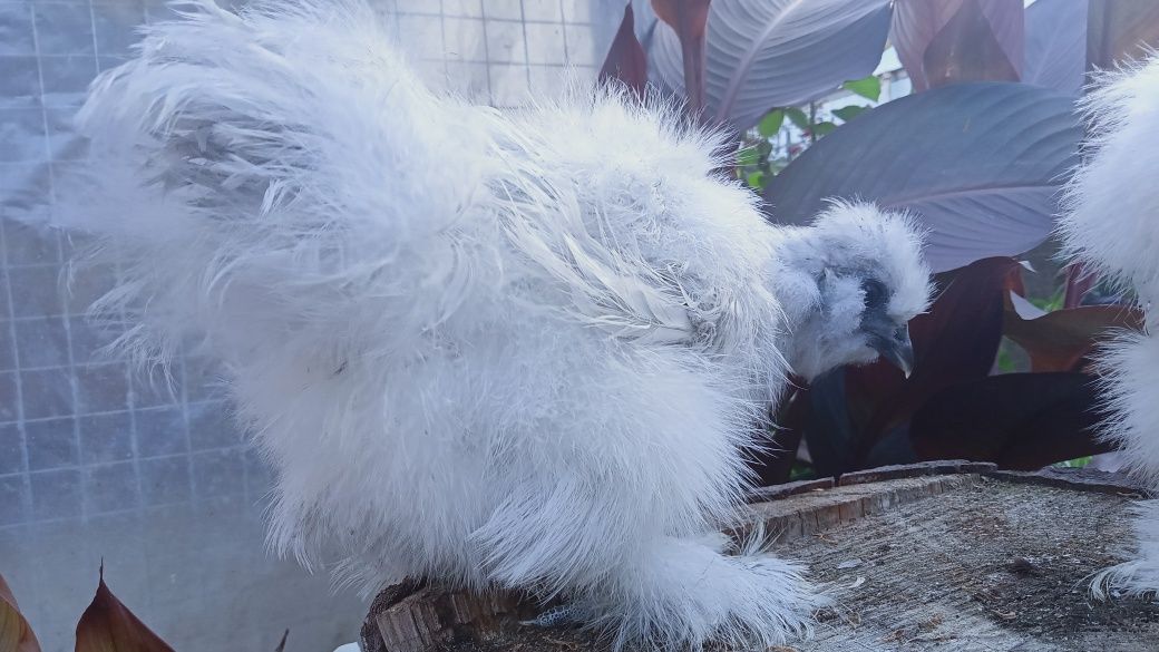Китайська шовкова silkie кури курчата інкубаційне яйце