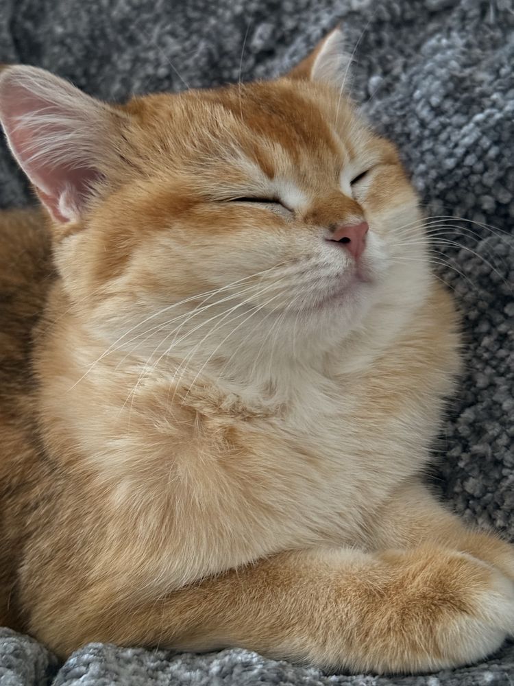 Gatinha british shorthair Golden para Acasalar