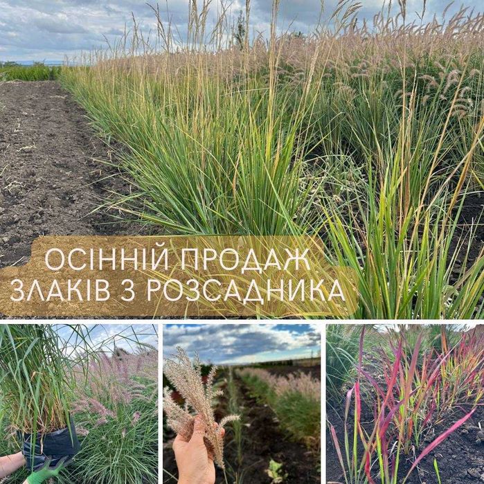 Декоративні злаки, різні сорти, великі кущі