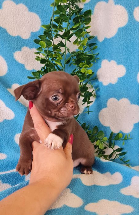 Estupendo mini mini Chocolatinho Chihuahua/Chiuaua de Qualidade