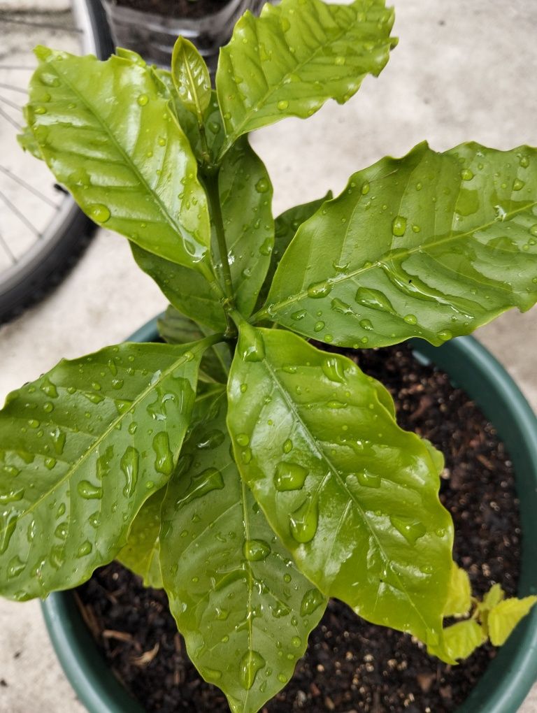 Planta de café em vaso
