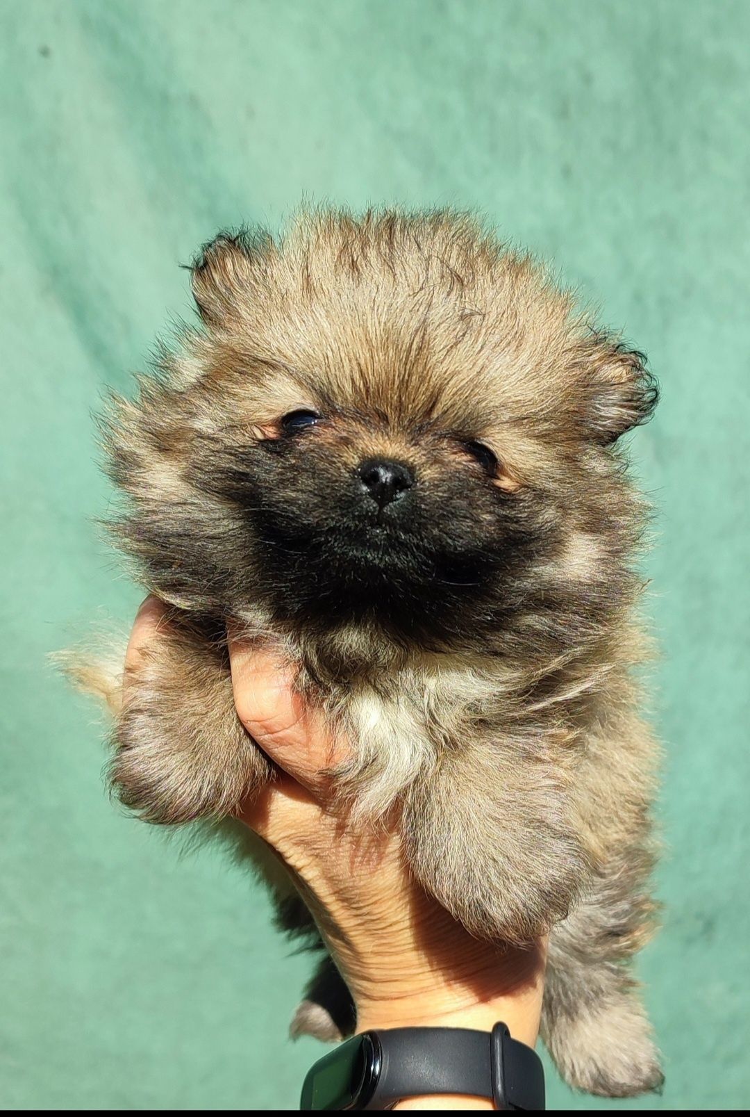 Szpic miniaturowy Pomeranian suczka