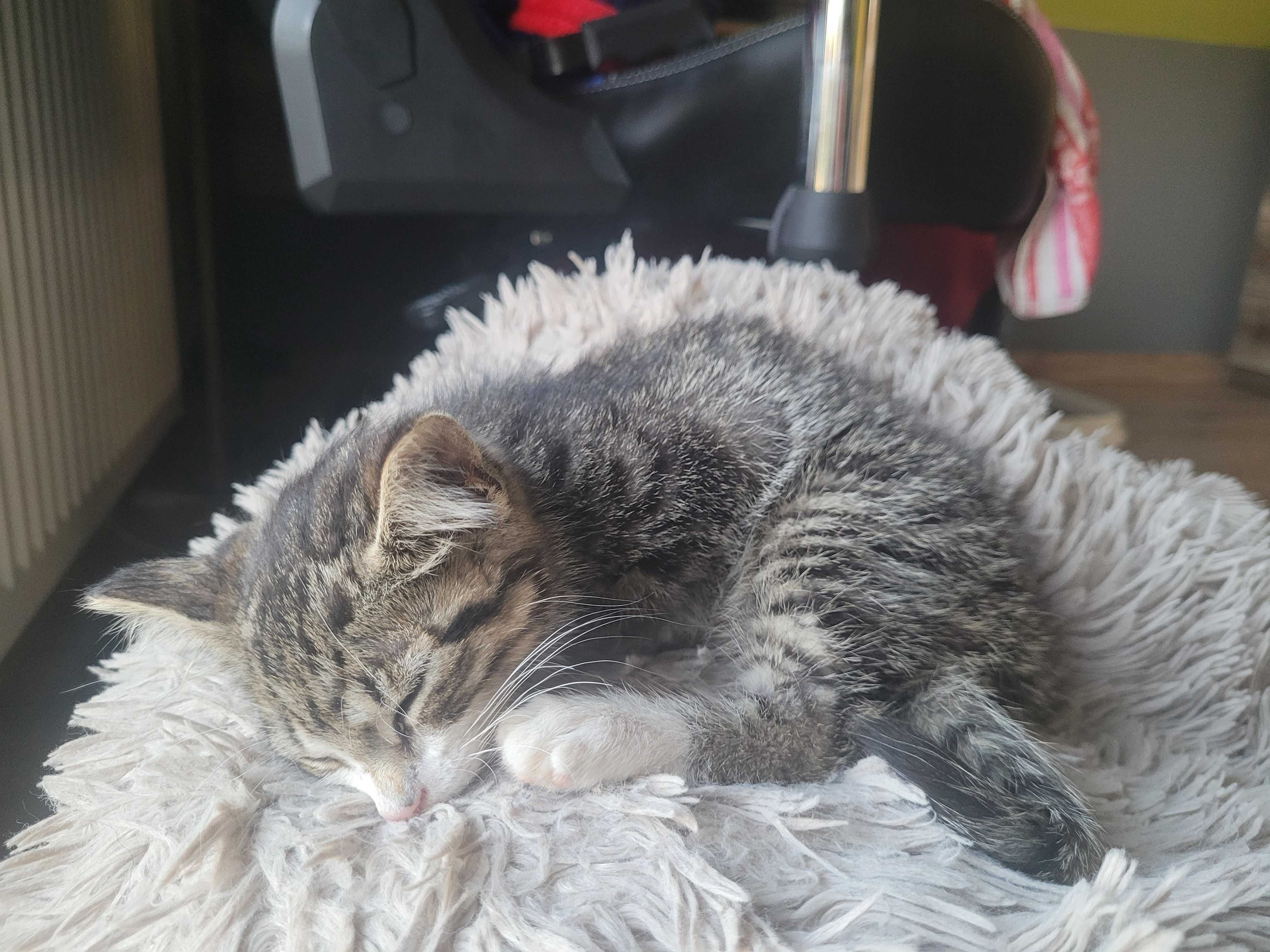 Oddam za darmo kocieta znalezione w rowie