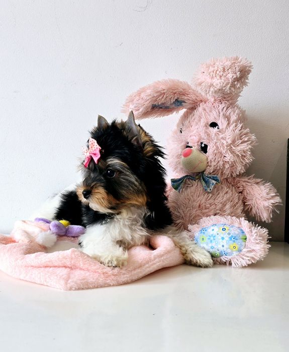 Cudowna suczka do odbioru 100% Biewer Yorkshire Terrier Yorki