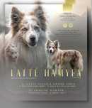 Reproduktor Border Collie