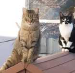 Gatos para adoção