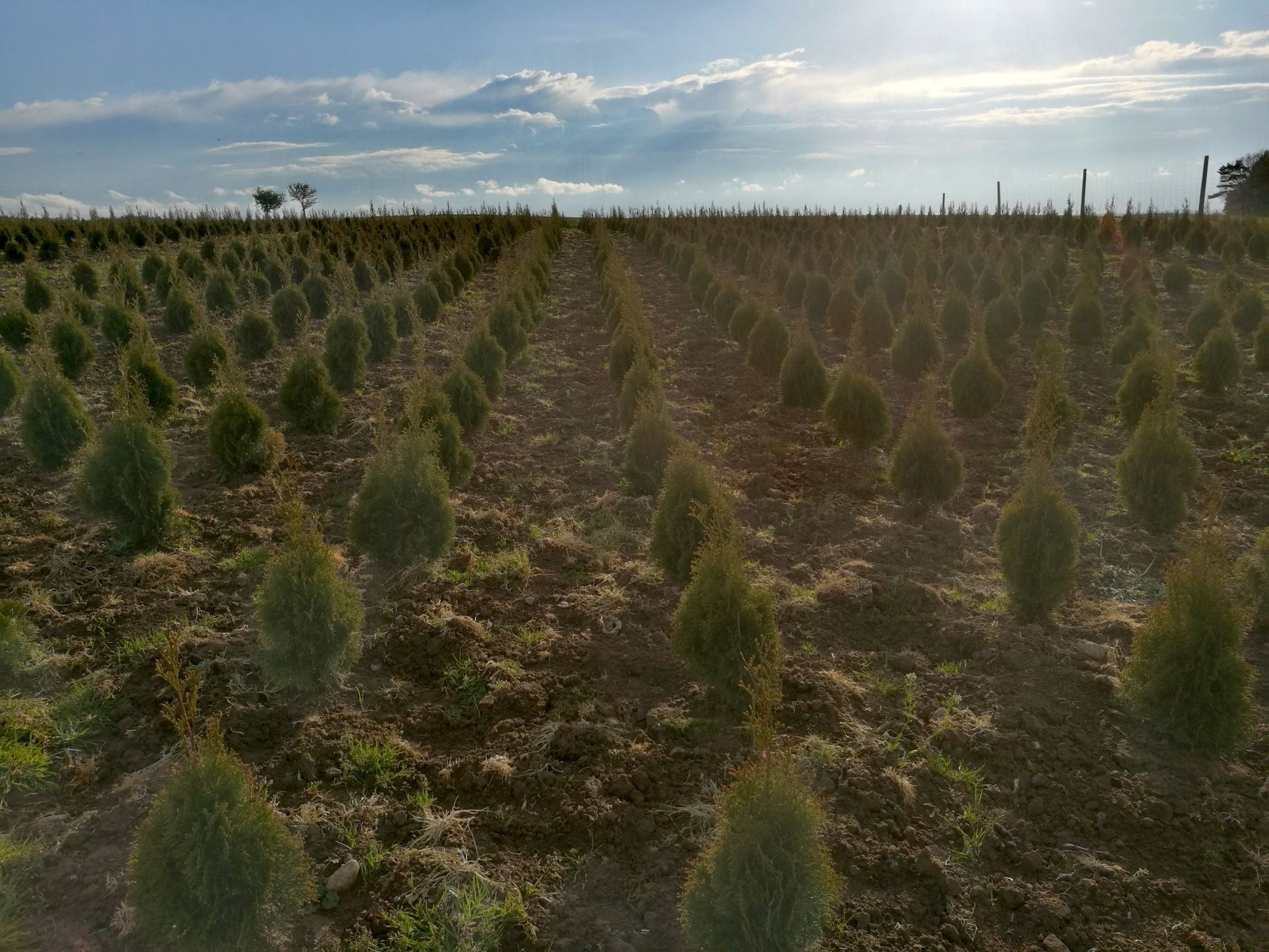 Thuja Braband i Tuja szmaragd