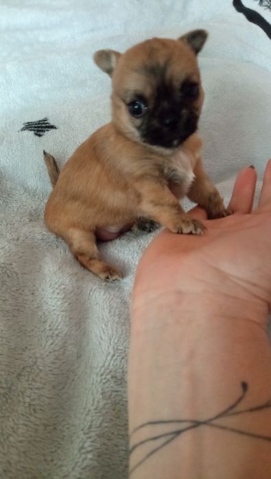 Продам міні чіхуахуа