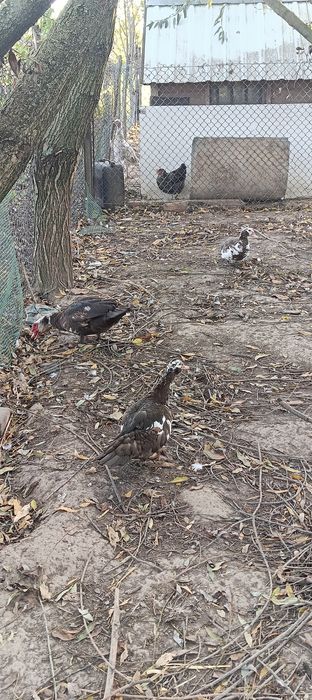 Sprzedam młode kaczki i kaczory