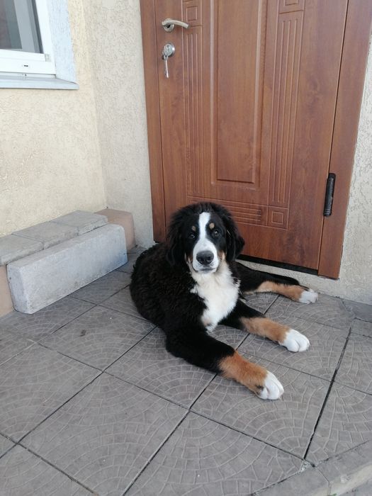 Бернский зенненхунд