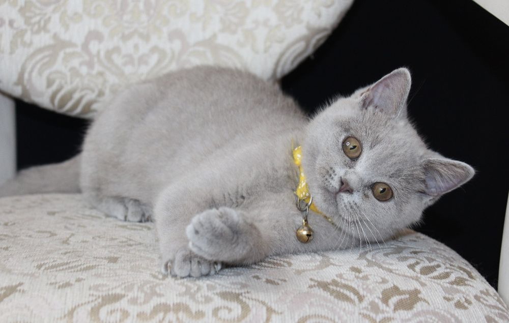 Шотландська дівчинка.