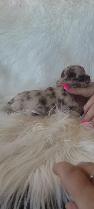 Chihuahua piesek choco merle