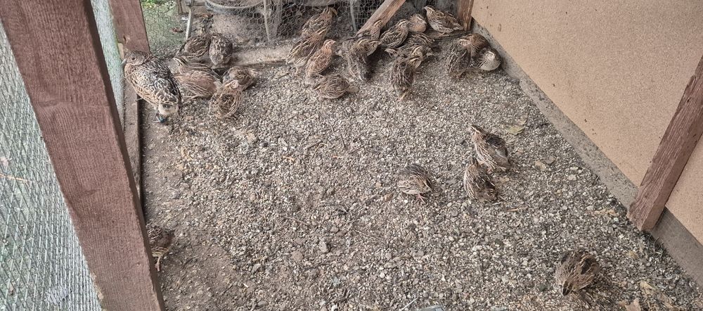 Sprzedam przepiórki z roku 2025r