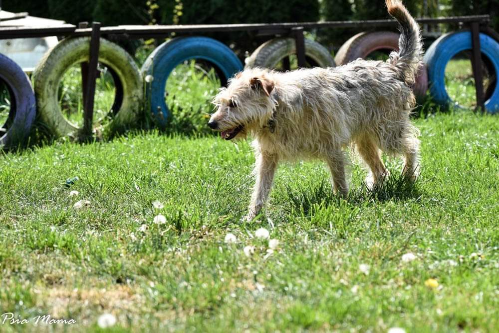 Optymistyczny słodziak Lucek poleca się do adopcji!!! Pies na medal!!!