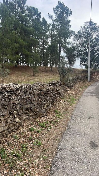 Terreno com pinheiros – Ideal para estaleiro em Proença-a-Nova